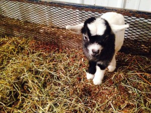 KIDS WITH KIDS: Similar to the ones being brough to EA, these goats stay with the families and provide not only food but a type of financial security. Photo Courtesy of Carolyn Bell '16